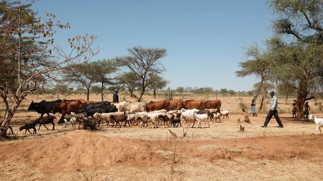 Kenyanska boskapsskötare flyttar på sitt boskap.