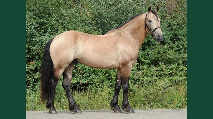 Foto av en borkfärgad häst med mörk man och svans, uppställd utomhus i grimma.