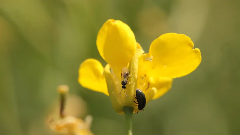 A yellow flower with two different insects on it. Photo.