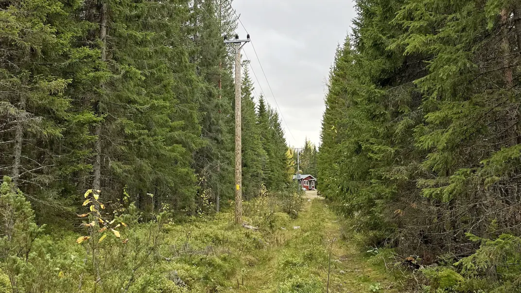 En forest road with very dense forest on both sides, in the distance a red cabin
