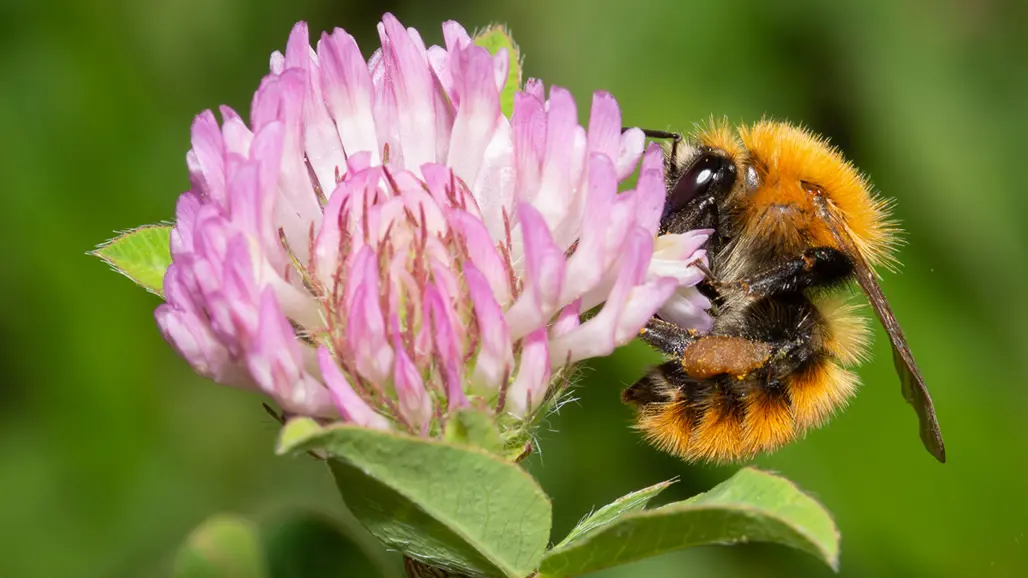 Bee on a flower.