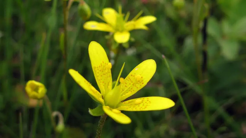Gul blomma på grön bakgrund. Foto