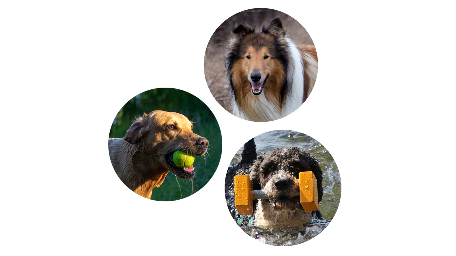 Kollage med foton av hundar av olika typ.