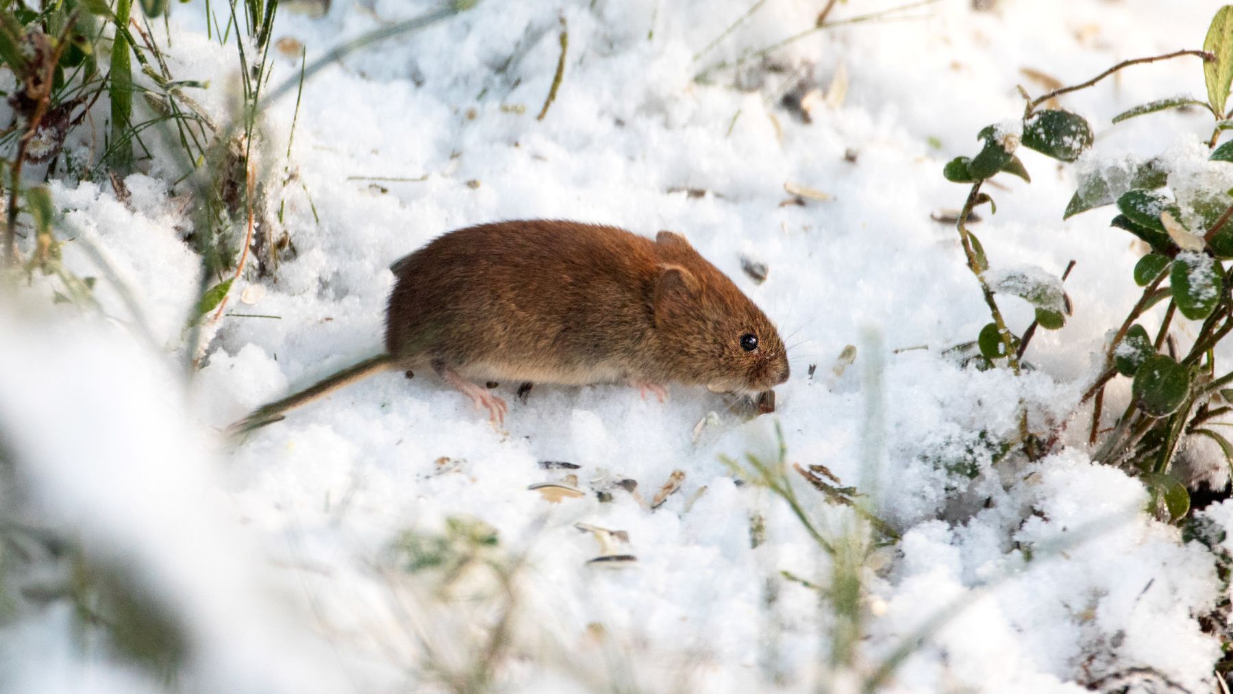 Bank vole on snow.