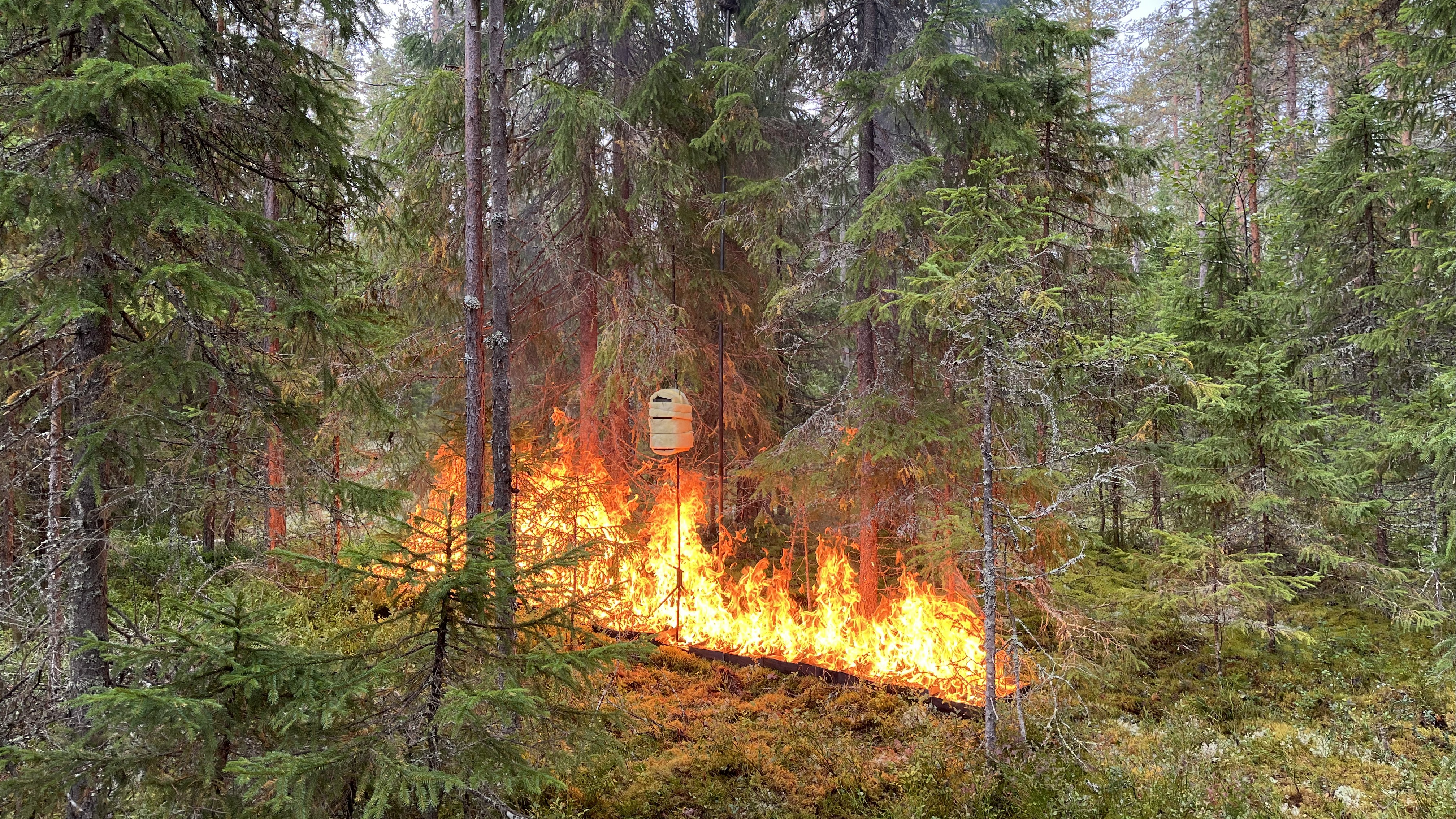 Brand experiment i skog. Foto. 