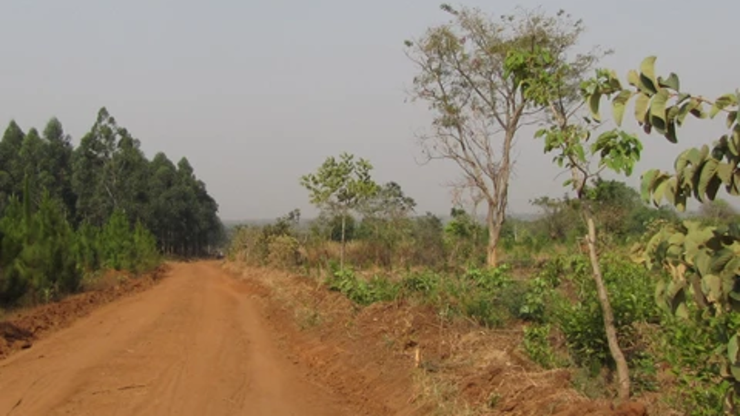A small road with a forestry plantation to the left, while the right side is covered with other kinds of bushes and trees.