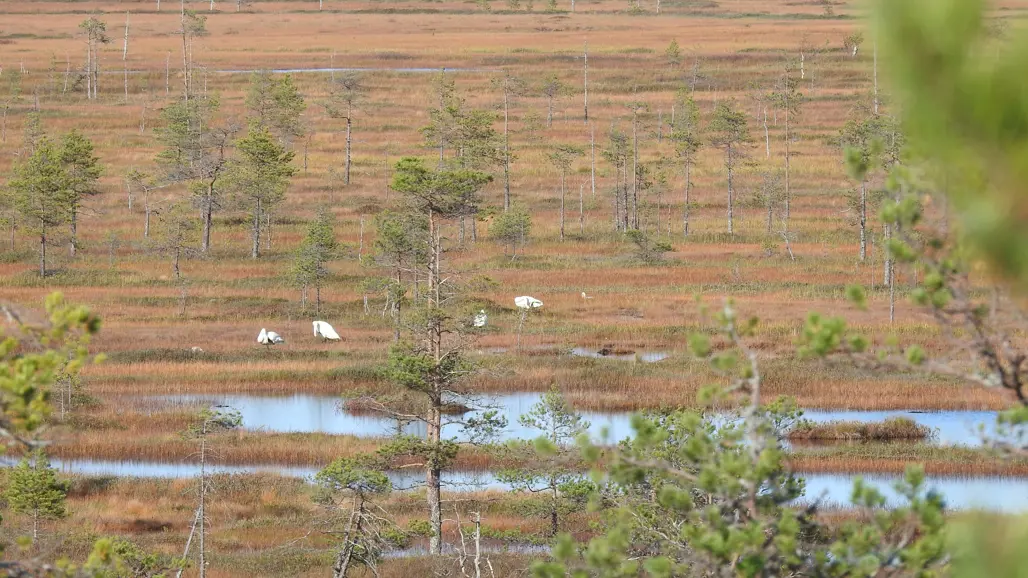 En stor myr med synligt vatten. Foto