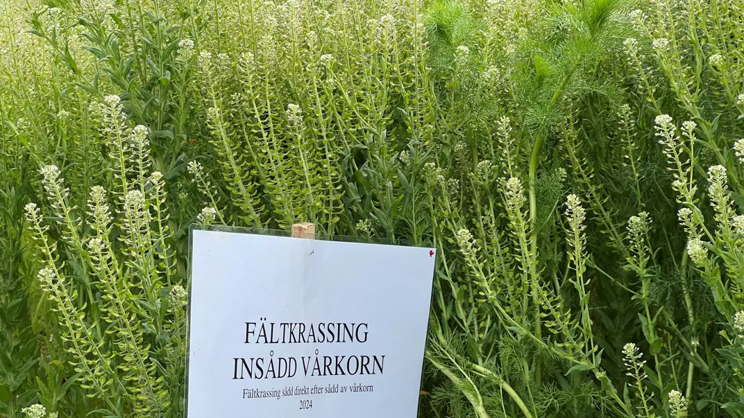 Plant with white flowers