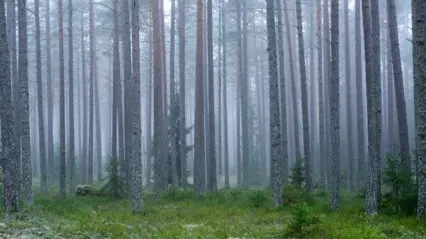Tallskog