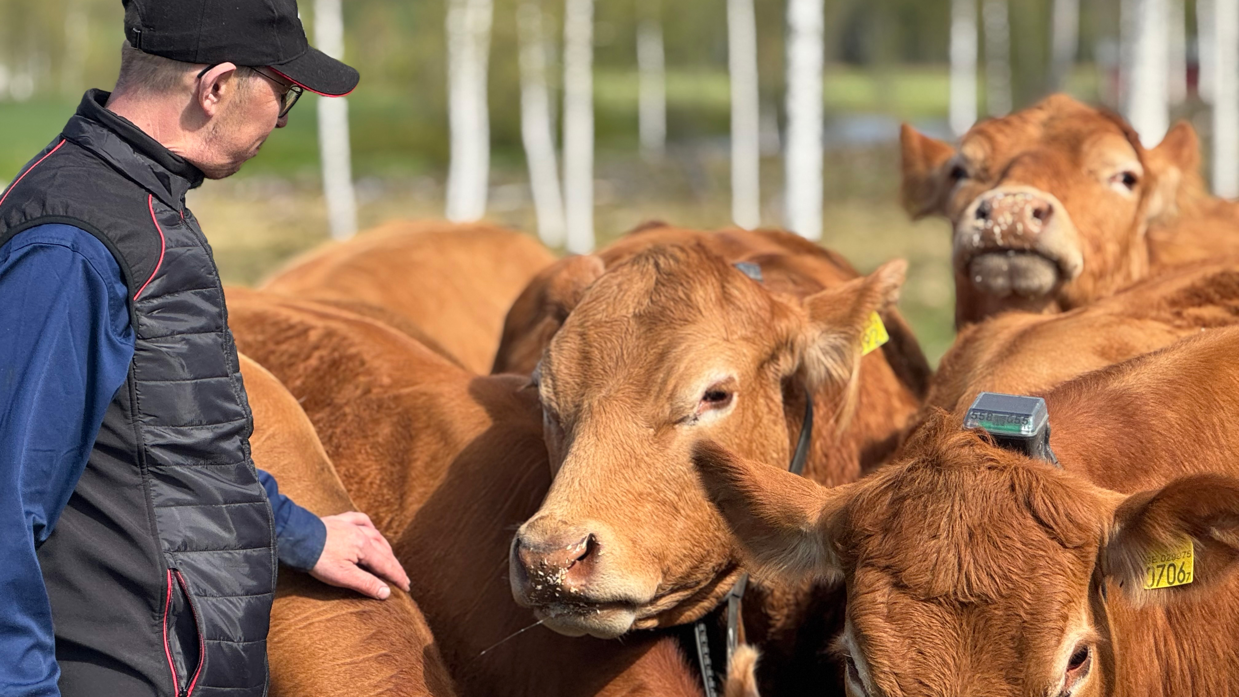 En bonde sträcker ut handen mot en grupp bruna kor. Foto.