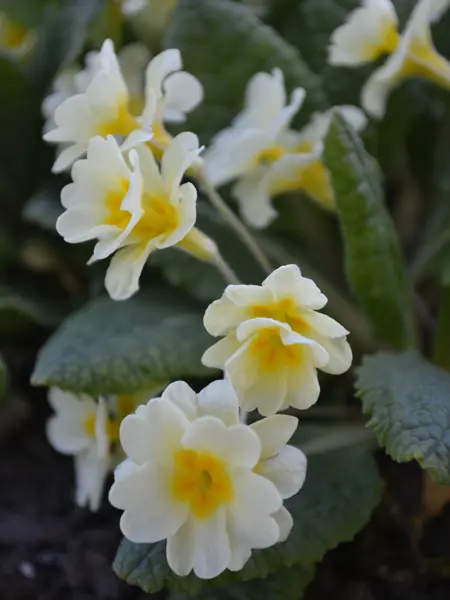 Foto av Grönt kulturarv®s jordvivan 'Rut'. Fotot visar tydligt de trumpetliknande dubbla blommorna som går i pastellgult. Det gröna bladverket med tydliga ådringar sitter i en tät bladrosett.