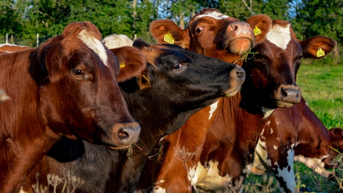 Four cows on pasture.