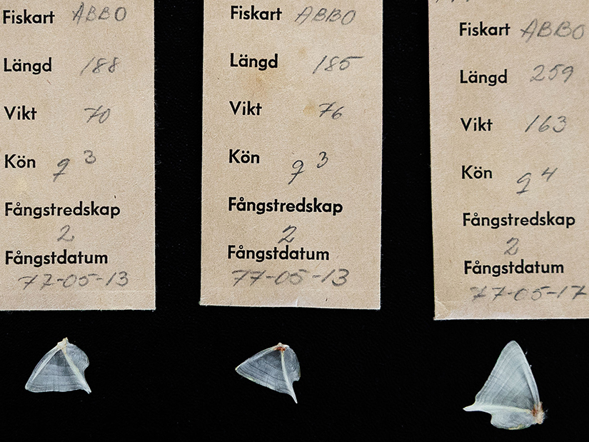 Små papperspåsar med handskriven text