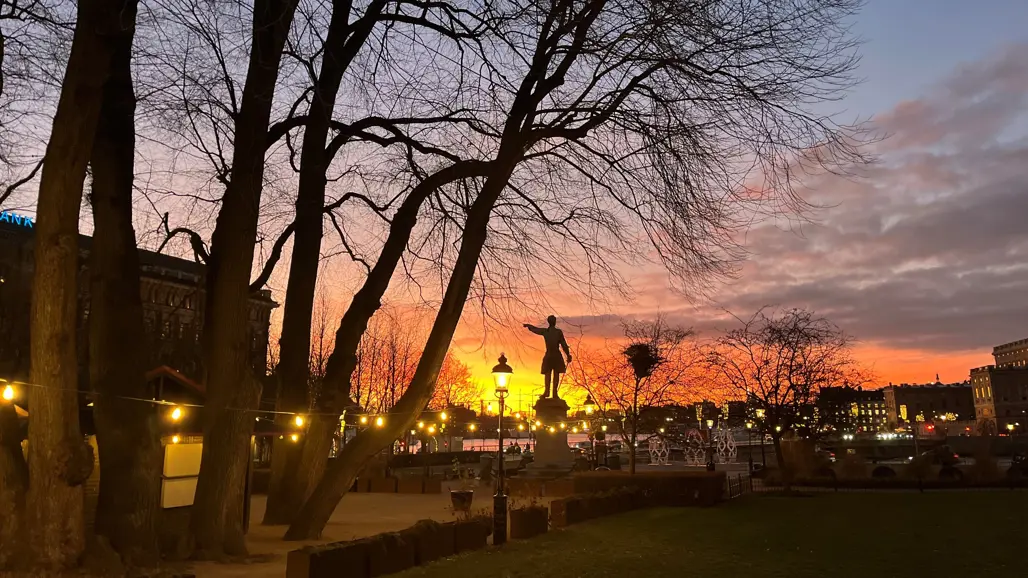 Almar i Kungsträdgården i Stockholm. Foto.