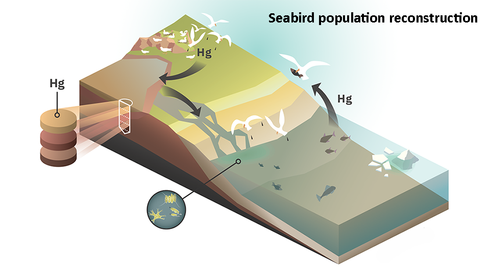 Illustration som visar hur analyser av kvicksilver i sediment kan användas för att rekonstruera historiska nivåer på havsfågelpopulationer.