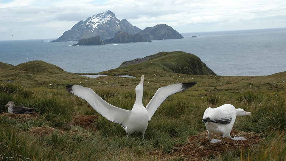 Foto på parningsbeteenden hos vandringsalbatrosser