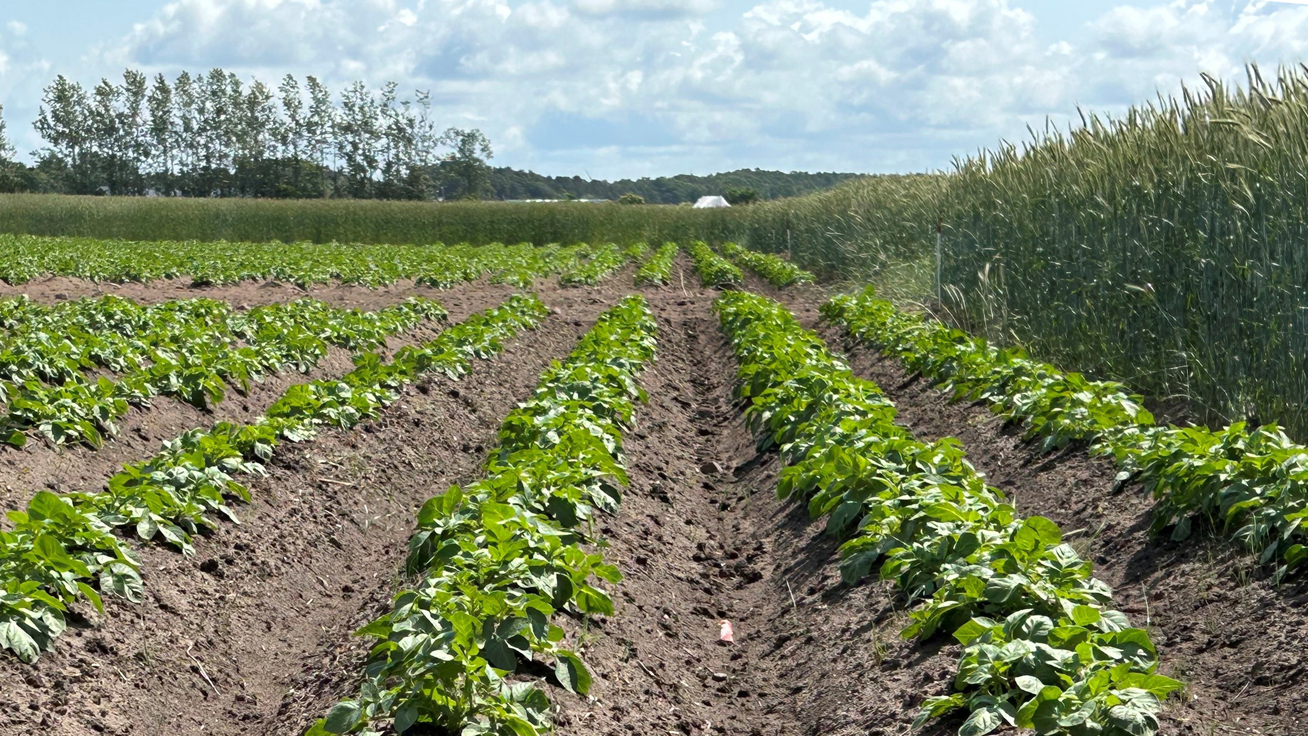Rader med potatisplantor i fält.