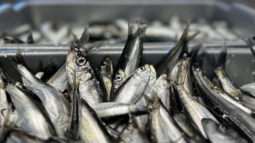 Herring and sprat