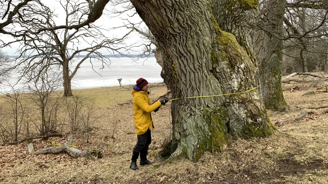 A man measures the circumference of a tree.