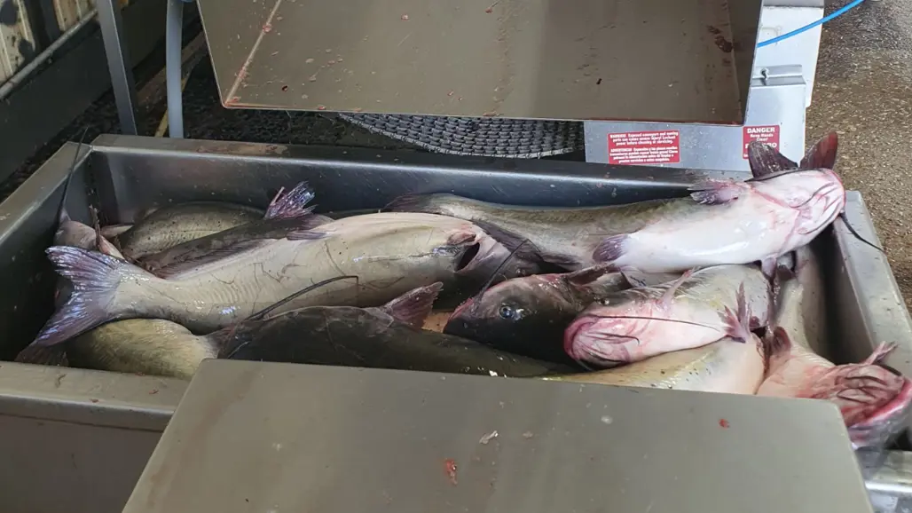 Slaktad fisk på lab-bord