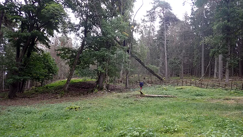 Gräs framför träd. Foto