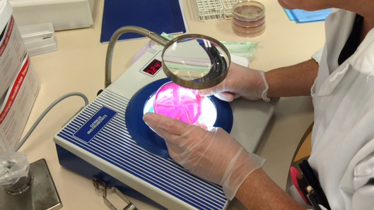Photo of bacterial analysis in a laboratory environment.