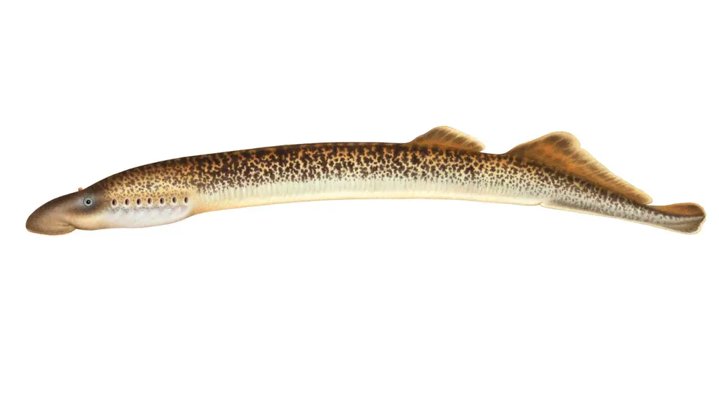 Brown and orange-spotted, elongated fish with a suction cup-like mouth. Photo