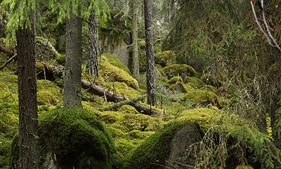 Norra Kvill naturskog