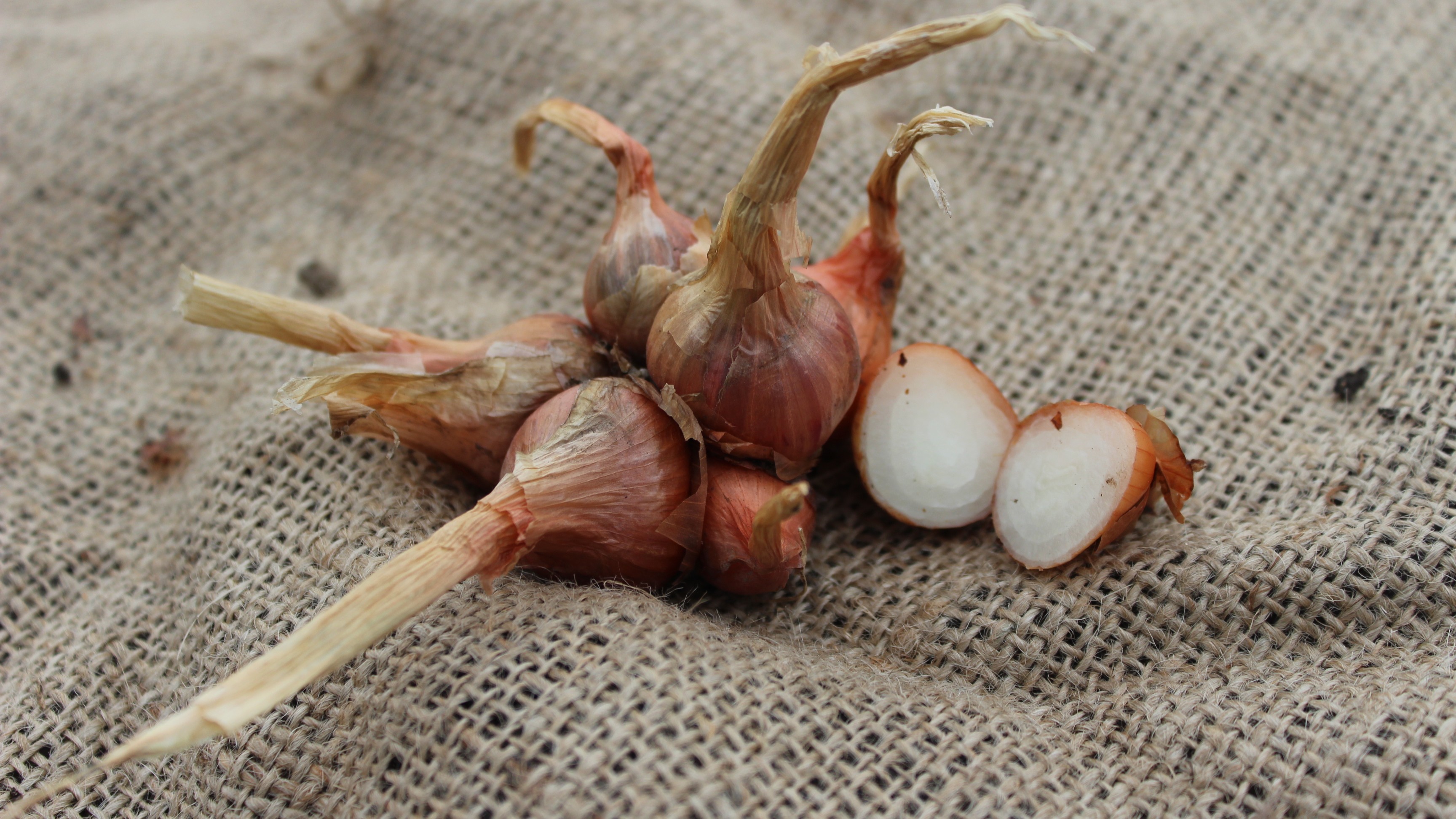 Potatislök ligger på en juteväv. 