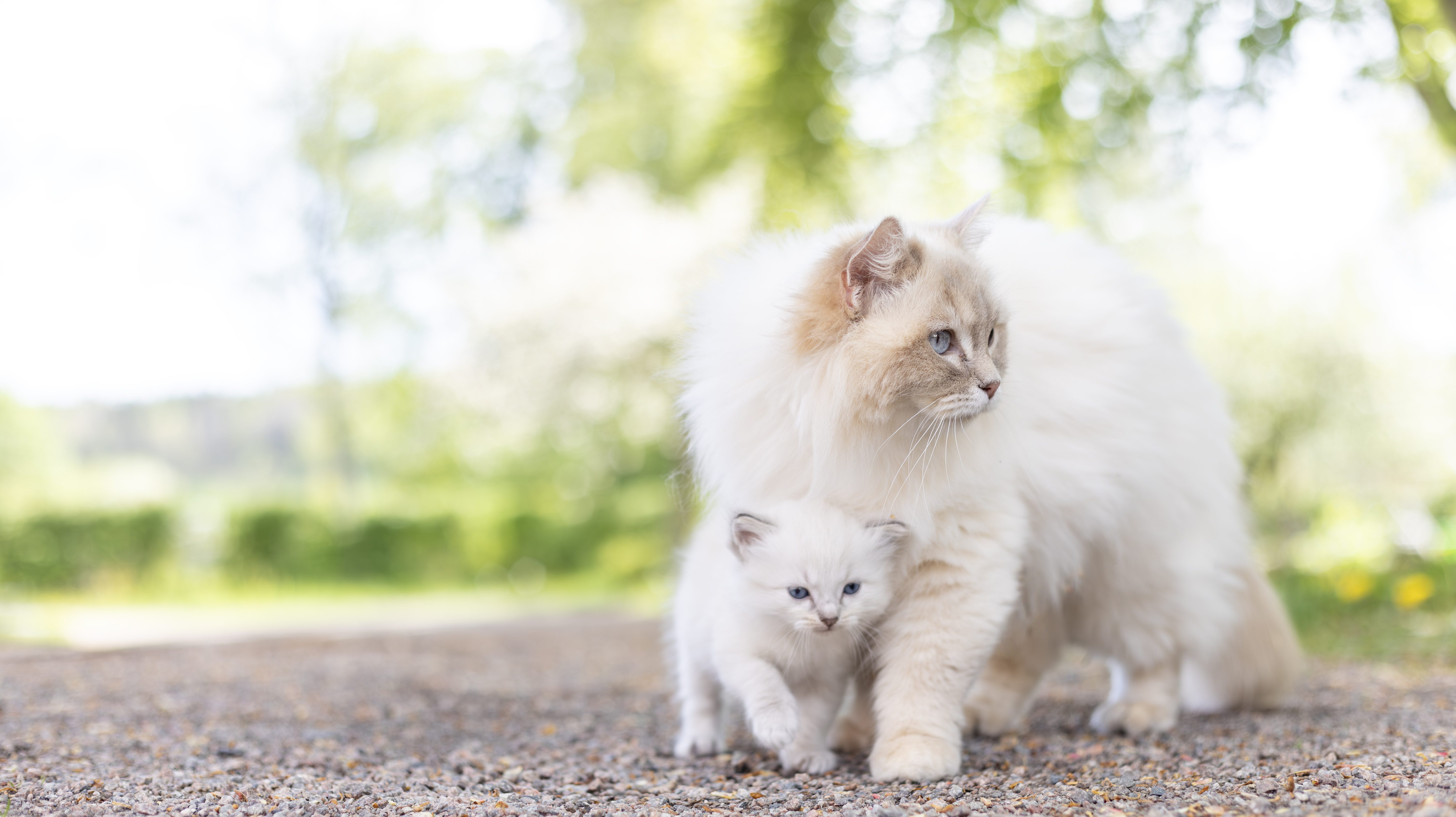 Foto av en kattunge och kattmamma, båda av rasen Ragdoll, utomhus under sommaren.