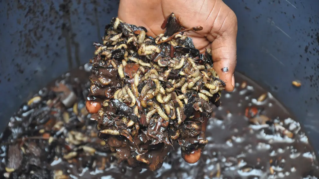 Maggots and compost in a hand. Photo.