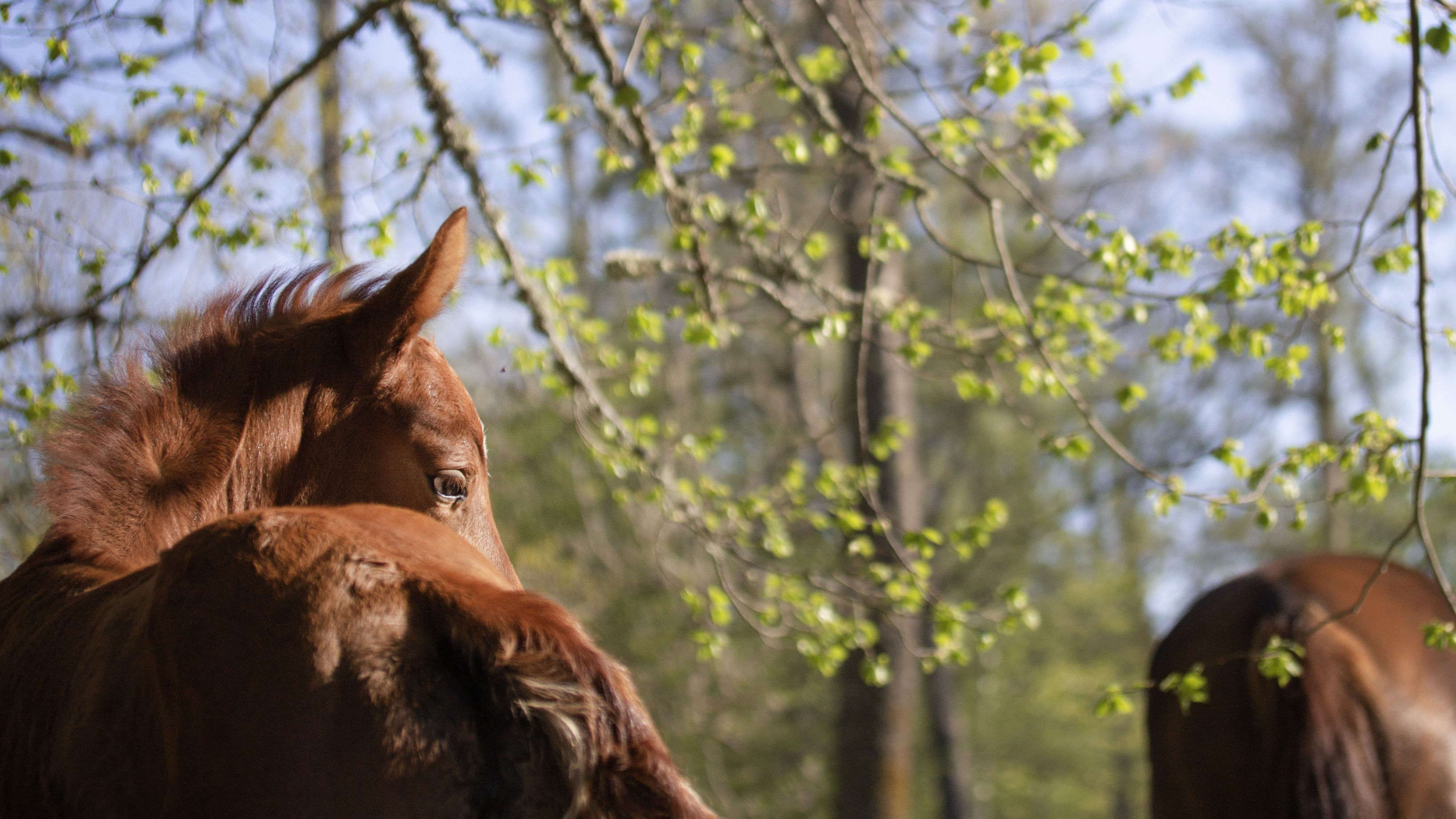Foto av ett fuxfärgat föl ute i en beteshage under vårtid.