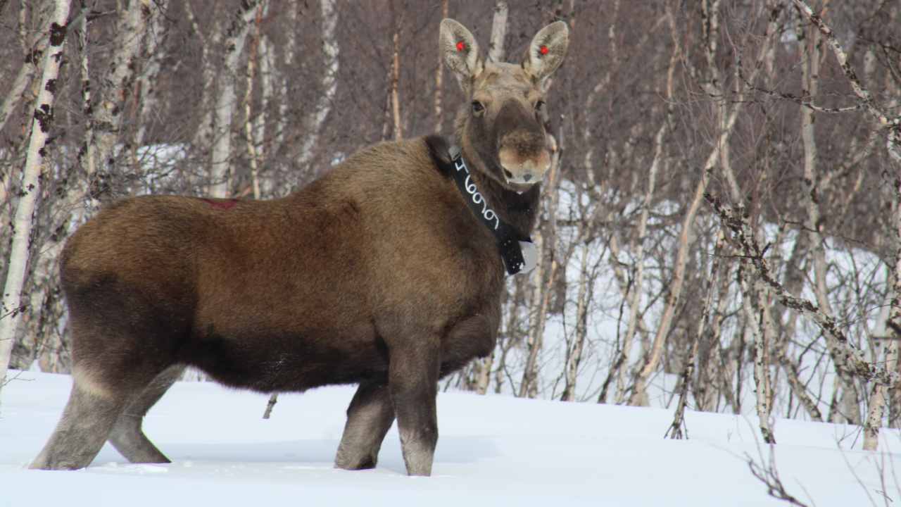 Moose in winter landscape with a collar. 