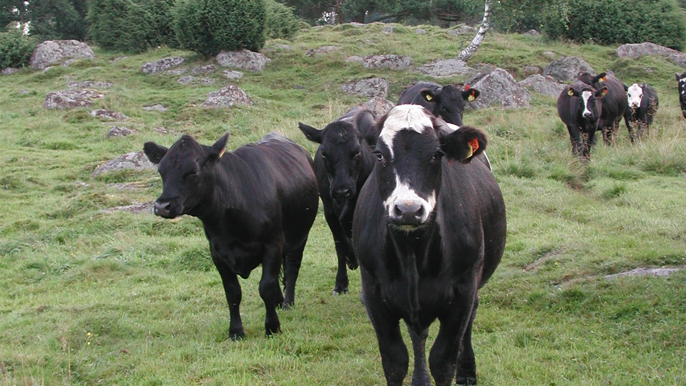 Svarta kvigor i en beteshage. Foto.