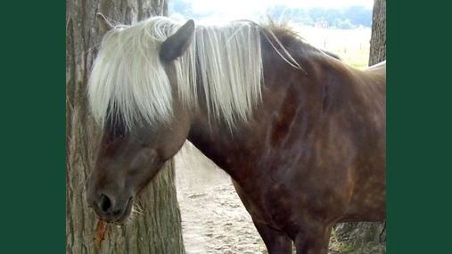 Foto av en silversvart islandshäst ståendes under ett träd utomhus under solen.
