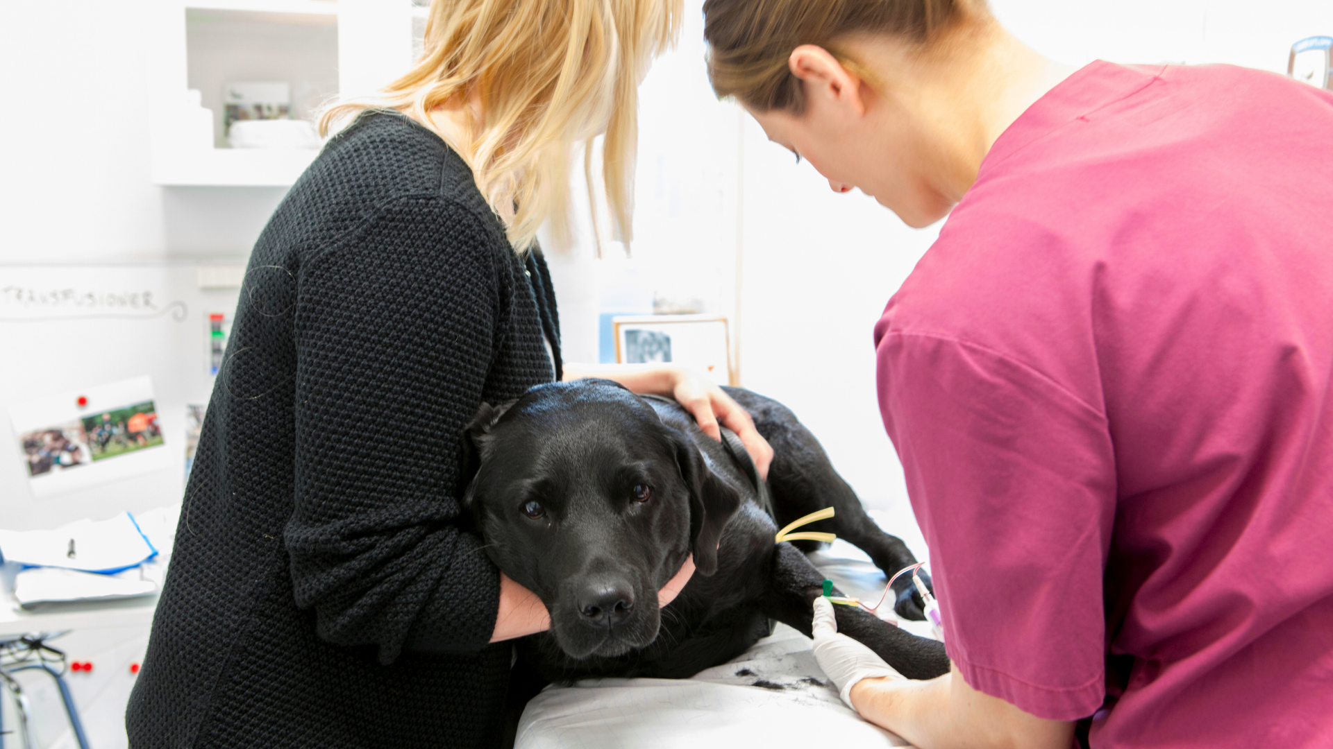 Dog with black fur lying on its side. Beside the dog stands a woman in black clothes holding the dog and another woman wearing burgundy medical clothing standing on the other side.