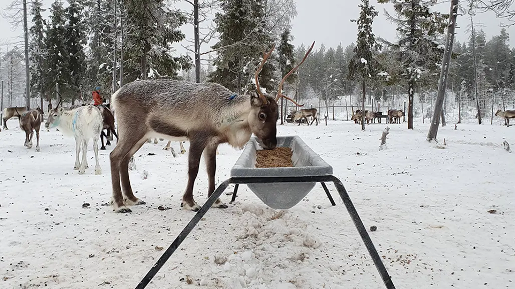 Foto på utfodring av renar i hägn