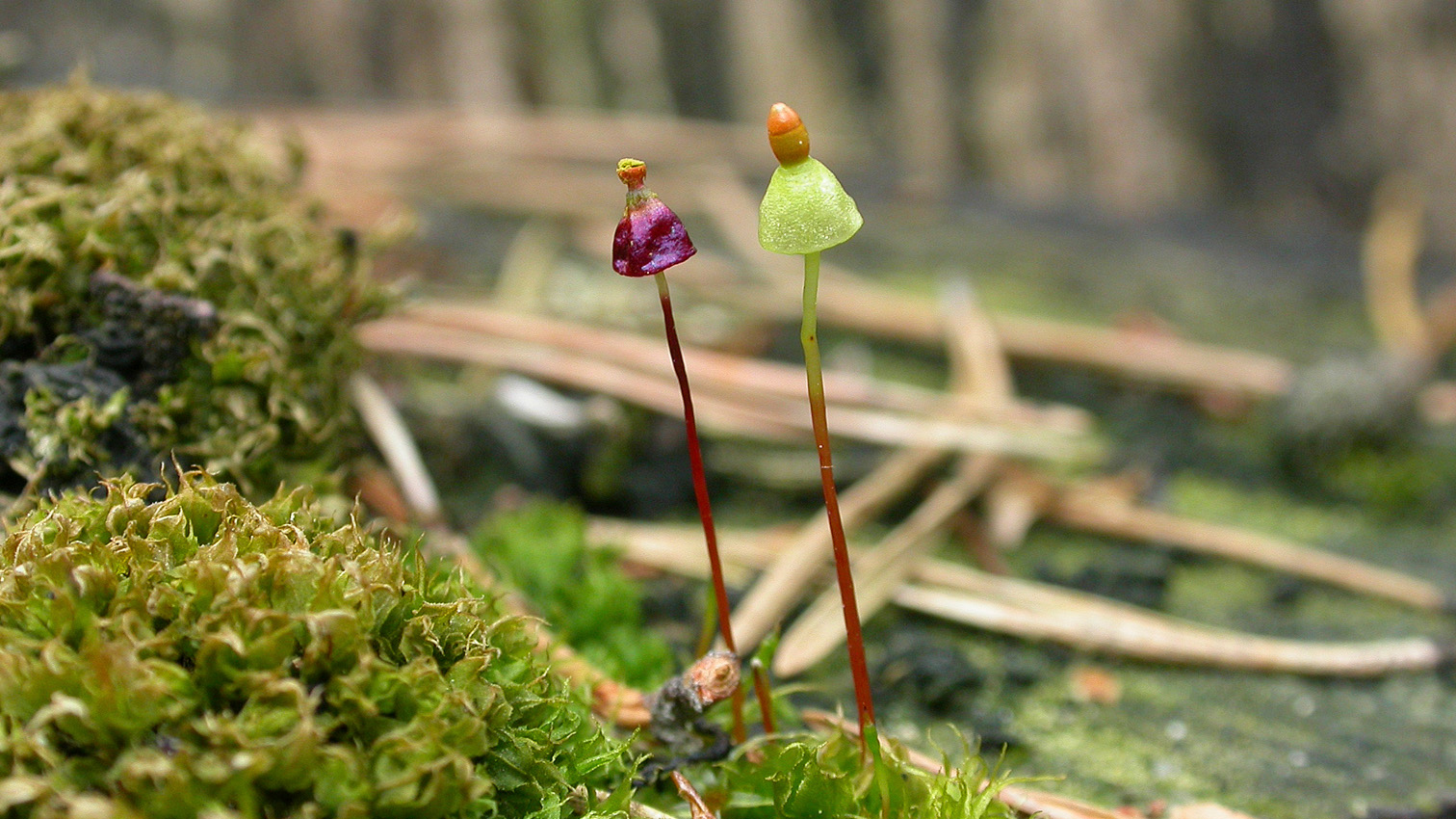 Två parasoll-liknande kapslar av mossa i naturlig miljö. Foto