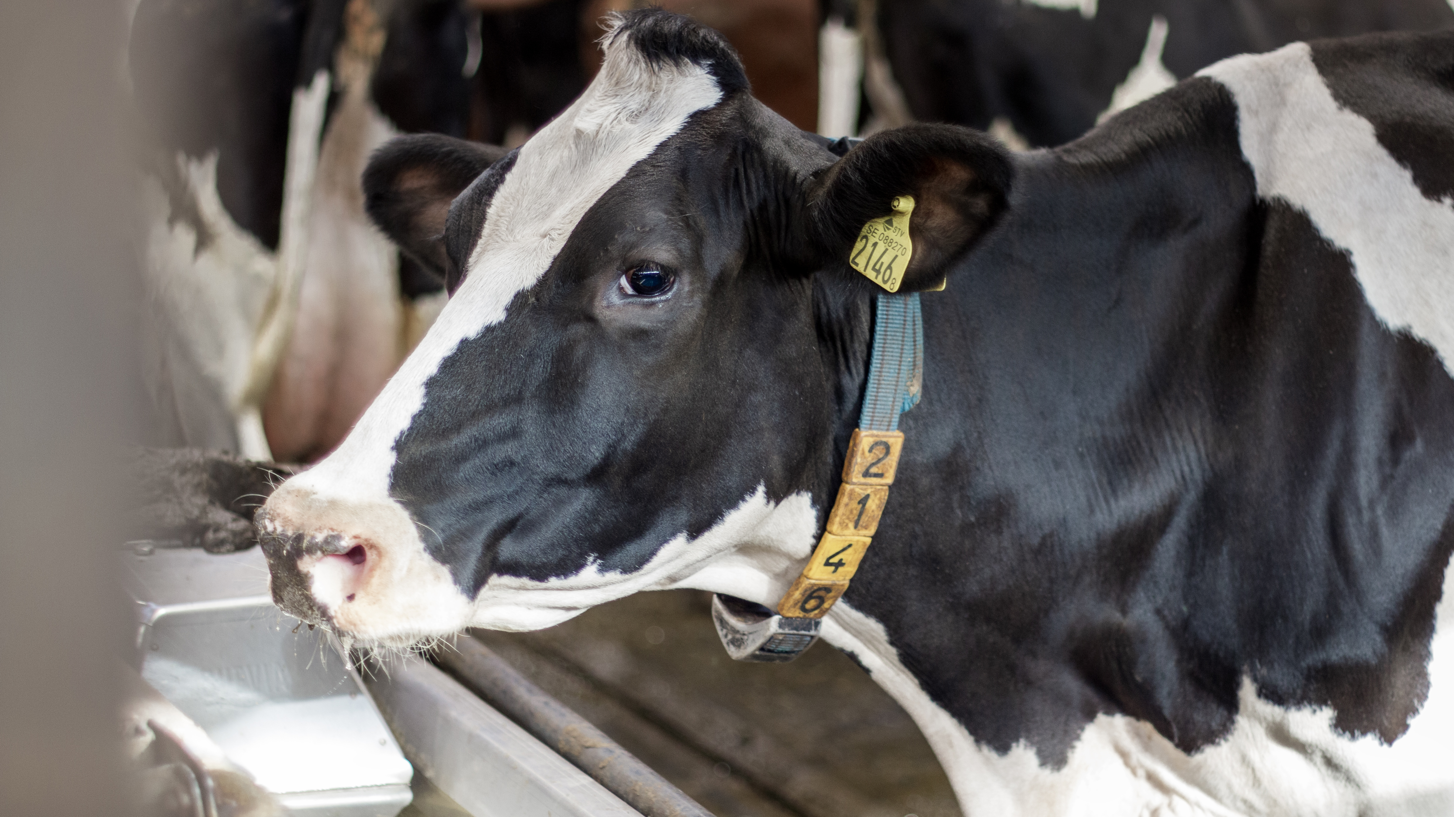 Foto av en ko som dricker vatten inomhus i en stallanläggning.