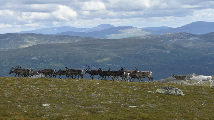 Renar som går på gräs, med berg i bakgrunden.