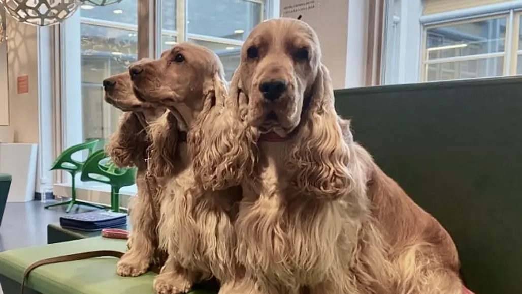 Photo of English cocker spaniels. Photo: Ingrid Ljungvall