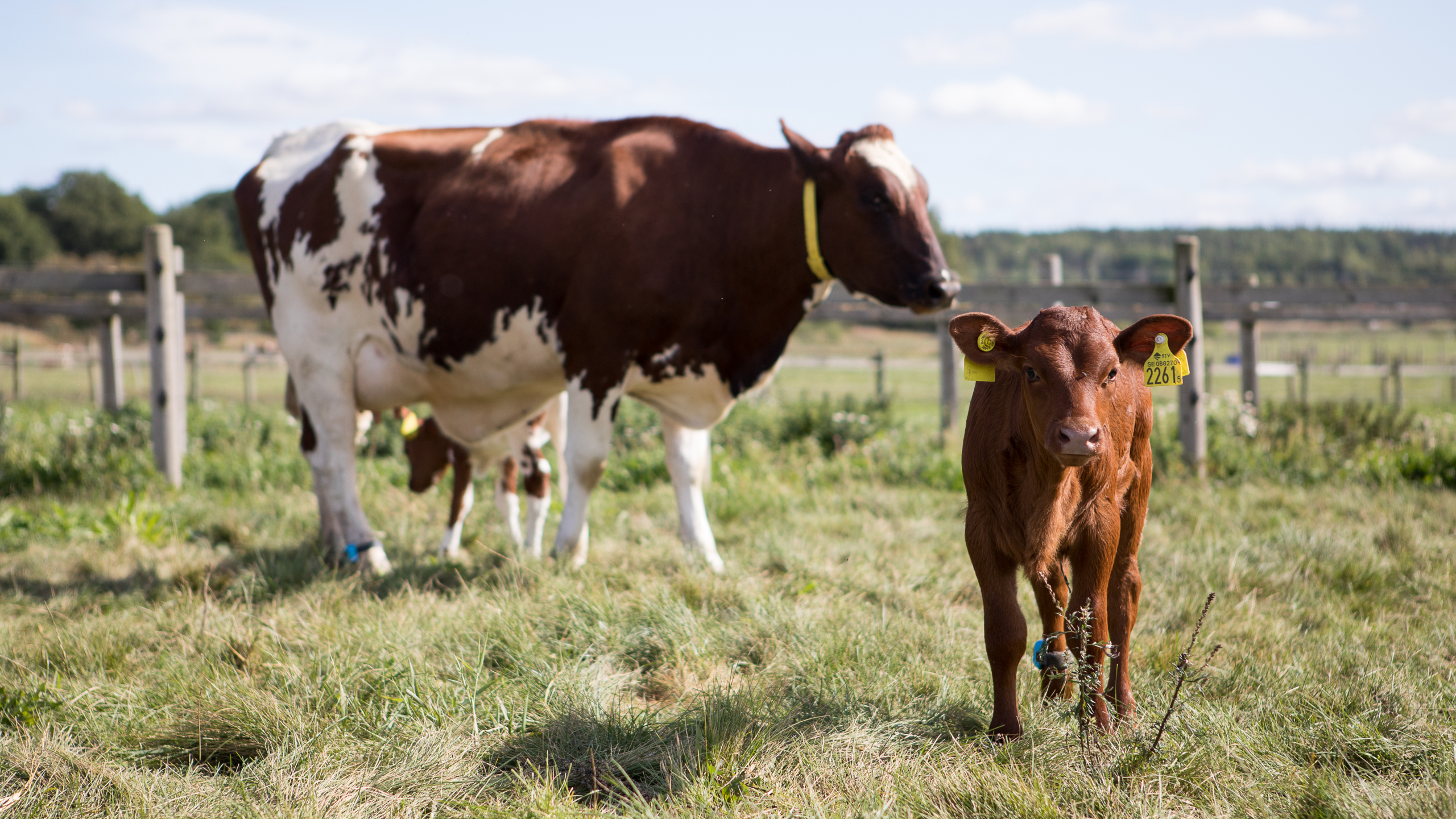 Cow with calves