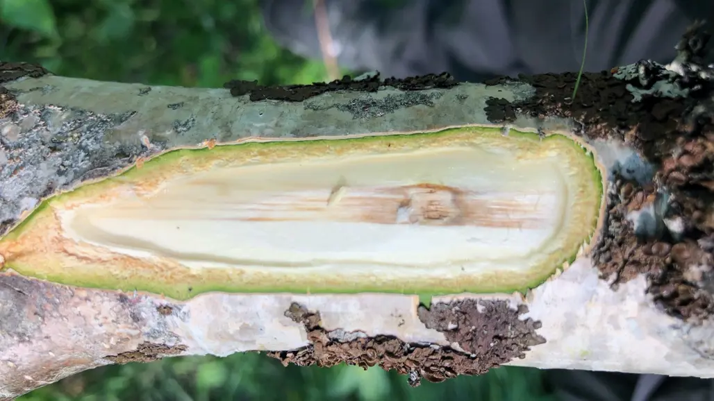 Skadad björkved. Foto.