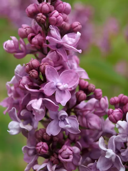 Närbild av Grönt kulturarv®s-syrenen 'Toddylunden'. Fotot visar utslagna blommor, samt outslagna knoppar. Blommorna är dubbla och deras färg är mörkt lila med ljusare inslag.