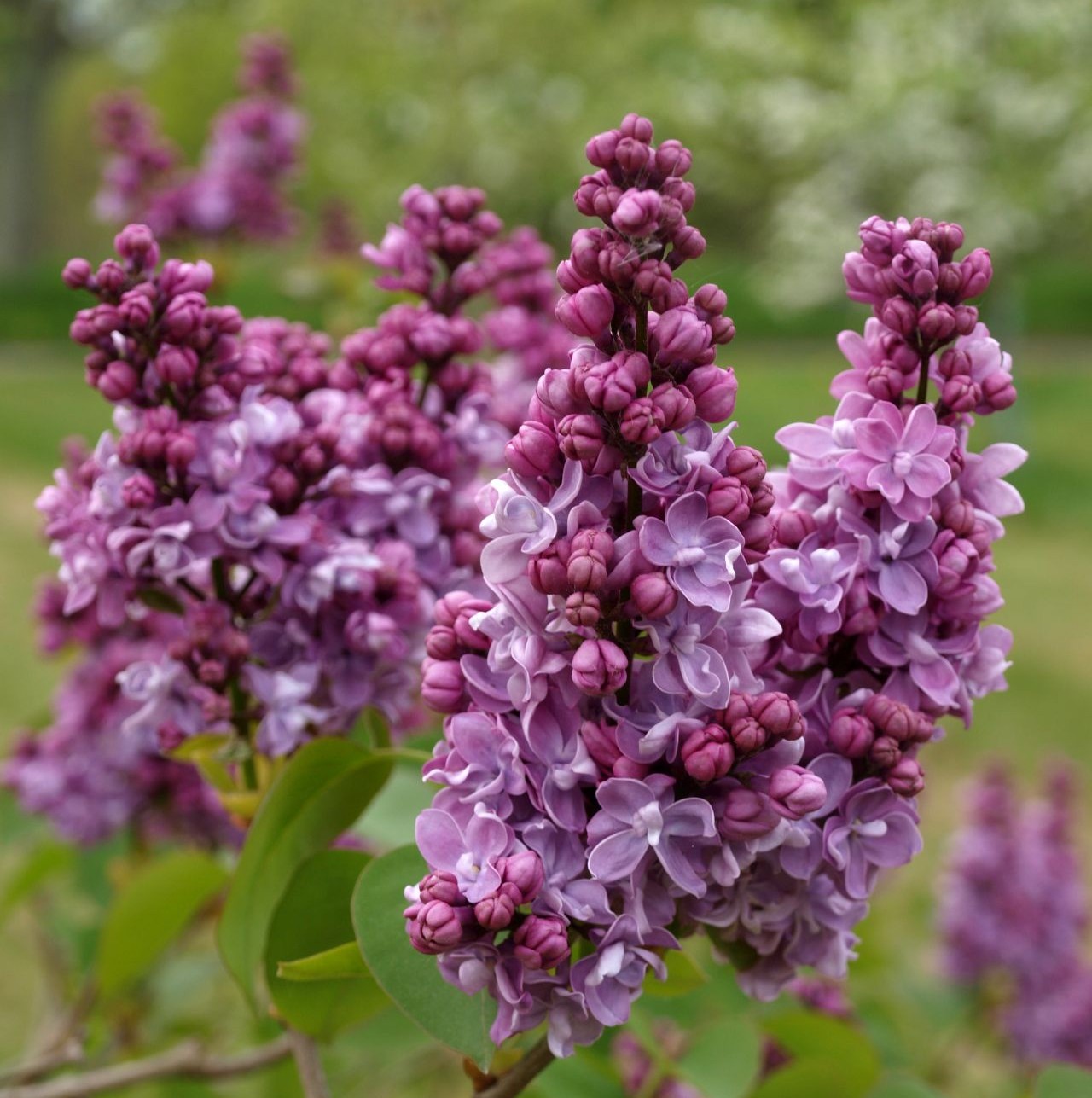 Närbild av Grönt kulturarv®s-syrenen 'Toddylunden'. Fotot visar spetsiga blomklasar med utslagna blommor, samt outslagna knoppar på kvist. Blommorna är dubbla och deras färg är mörkt lila med ljusare inslag. I bakgrunden syns grönt bladverk.