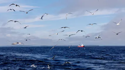 Måsar som flyger över ett öppet hav
