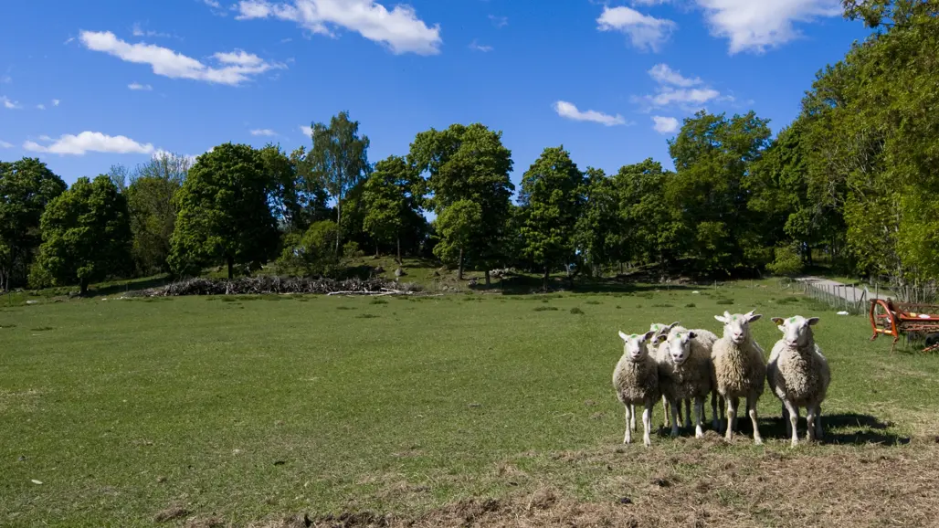 får-ute-på-äng