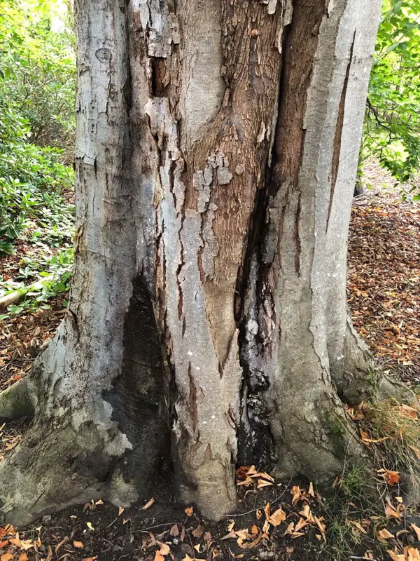 Phytophthora angripen bok. Foto.