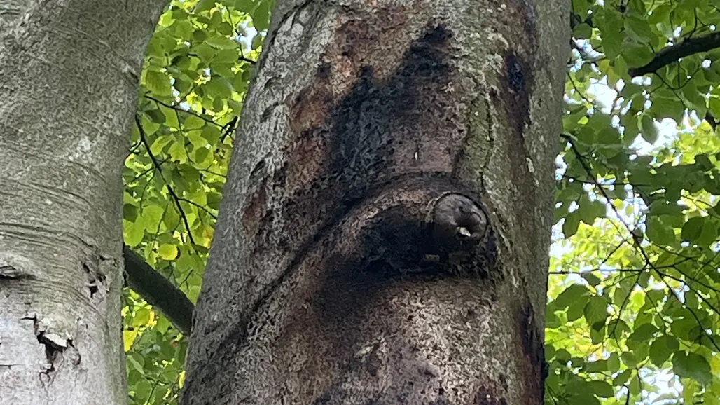 Phytophthora angripen bok. Foto.