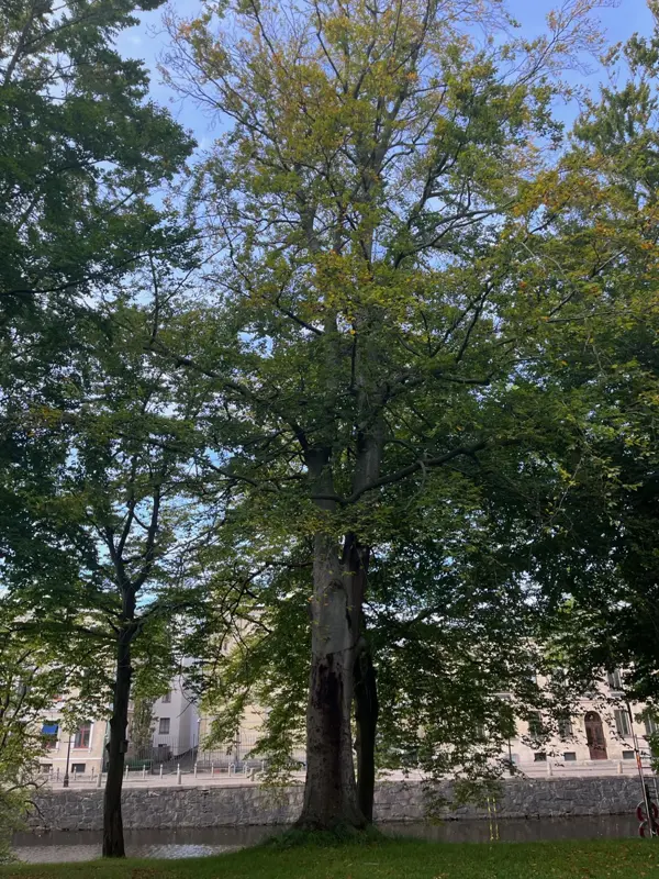 Phytophthora angripen bok. Foto.